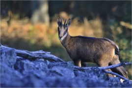 <p>KAMZÍK HORSKÝ (Rupicapra rupicapra) Lužické hory, Studenec ---- /Chamois - Gämse/</p>